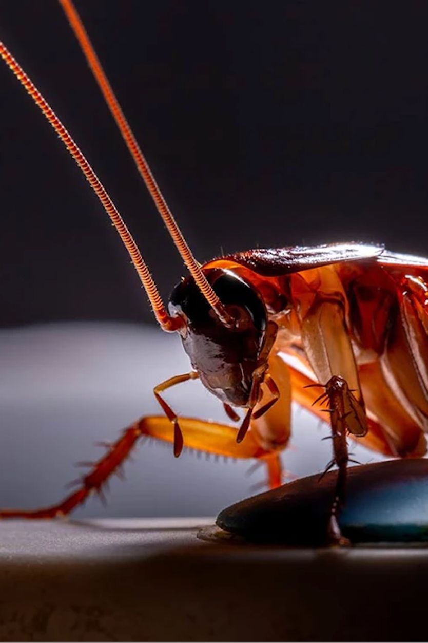 Cockroach inside a Tulsa home before general pest control treatment by Joy Pest Controls