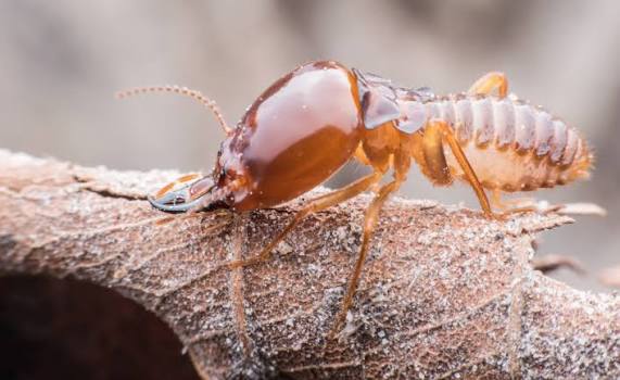 Close-up of a termite on damaged wood — termite inspections in Tulsa by Joy Pest Controls